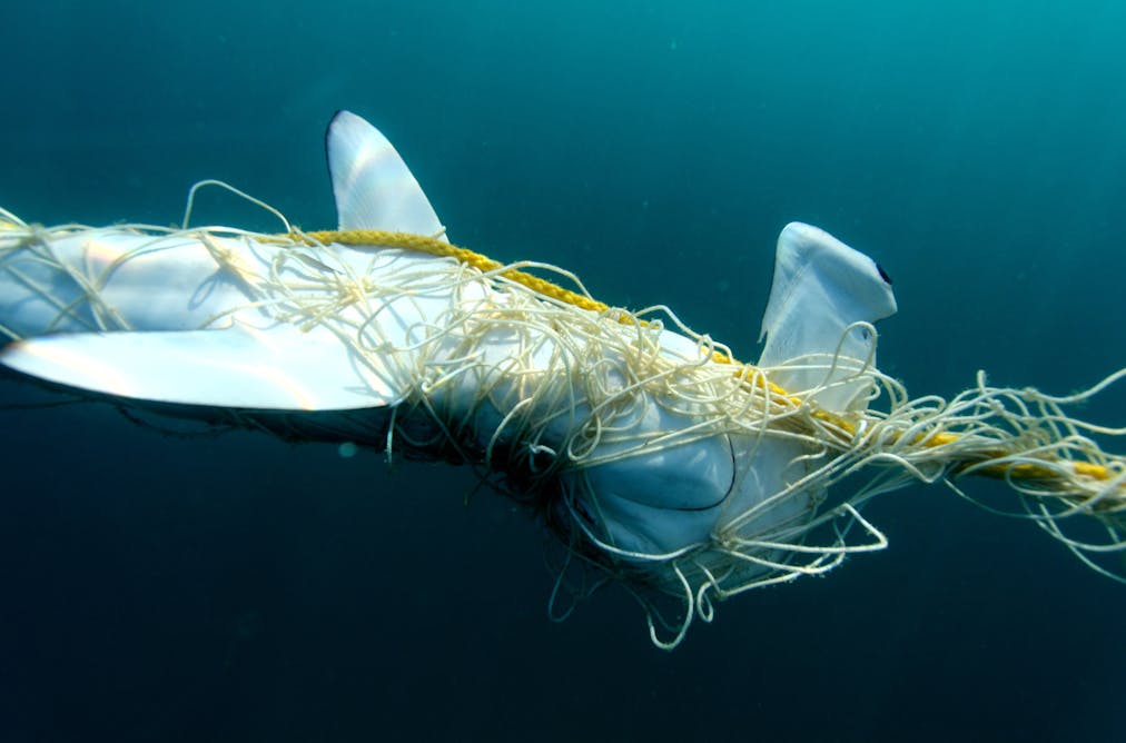 Australian endangered species Largetooth Sawfish
