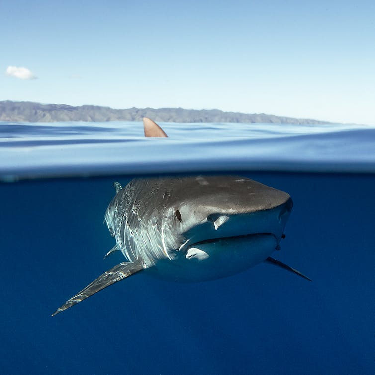 Some sharks have declined by 92% in the past half-century off Queensland's coast