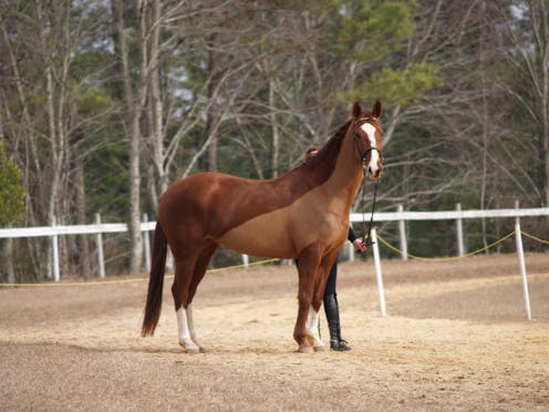 Is your horse normal? Now there’s an app for that Is your horse normal? Now there’s an app for that