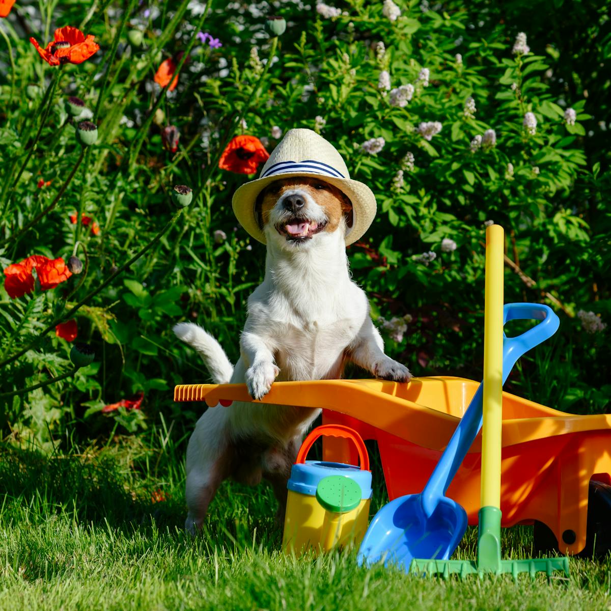 Don T Waste Your Dog S Poo Compost It