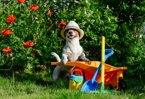 Don T Waste Your Dog S Poo Compost It
