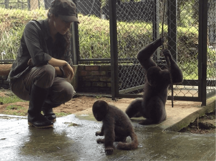 We train Colombian woolly monkeys to be wild again – and maybe save them from extinction