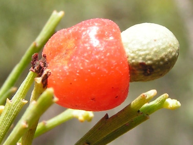 Native cherries are a bit mysterious, and possibly inside-out