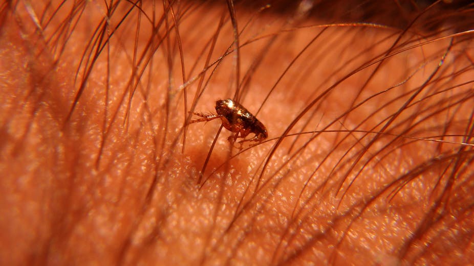 Sand flea disease is neglected: what needs to be done