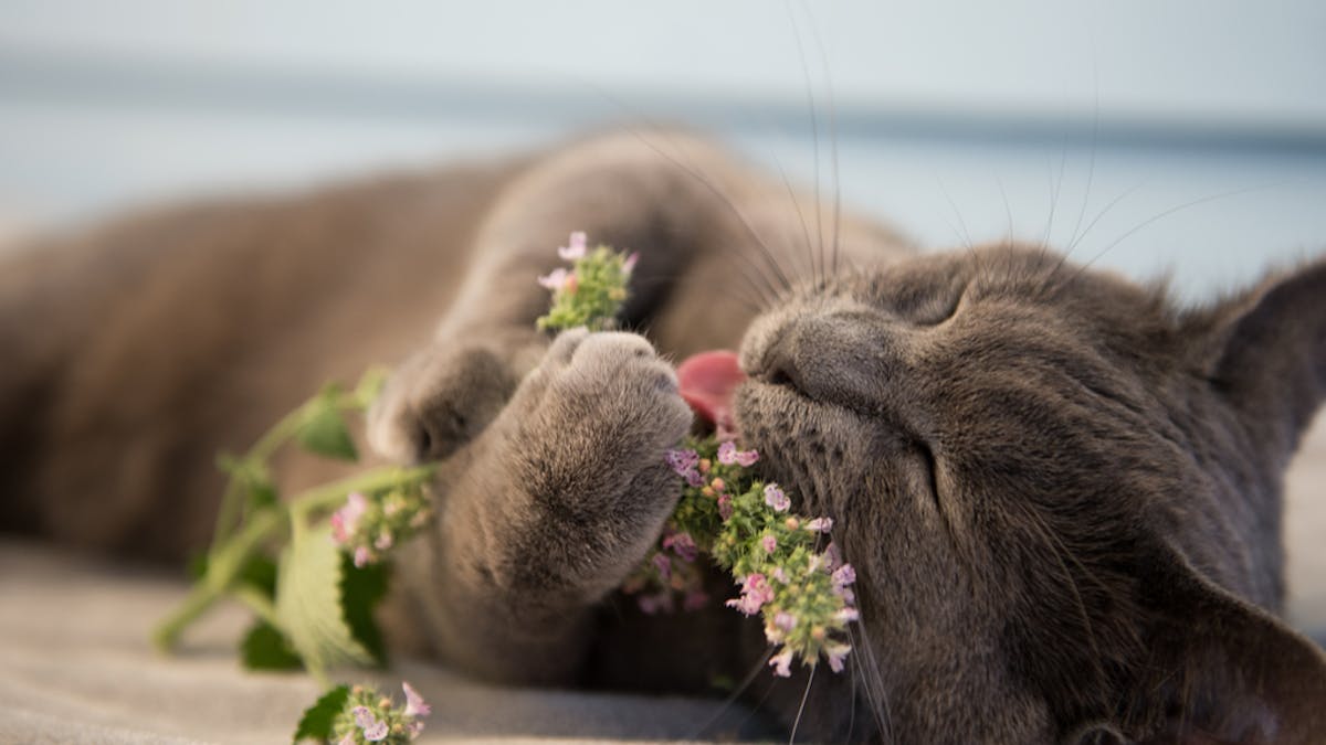 Is It Unethical To Give Your Cat Catnip