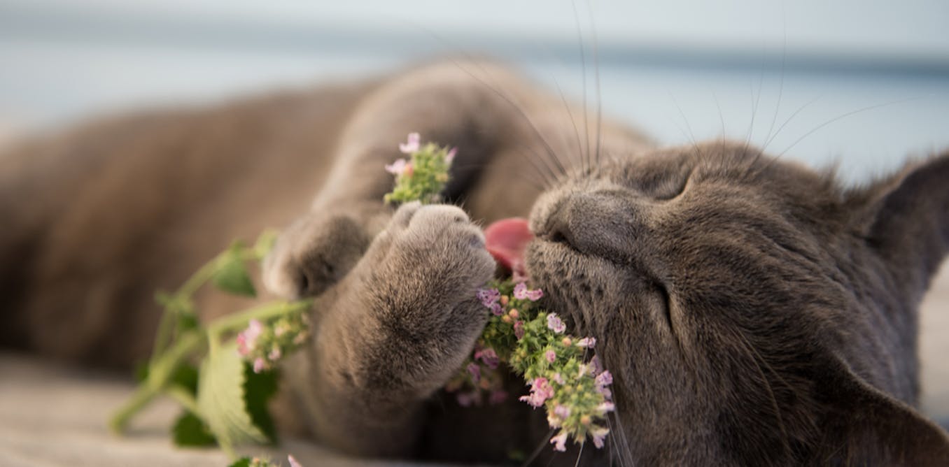 Is It Unethical To Give Your Cat Catnip