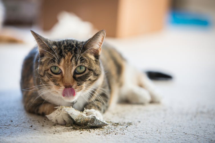 Is it unethical to give your cat catnip?