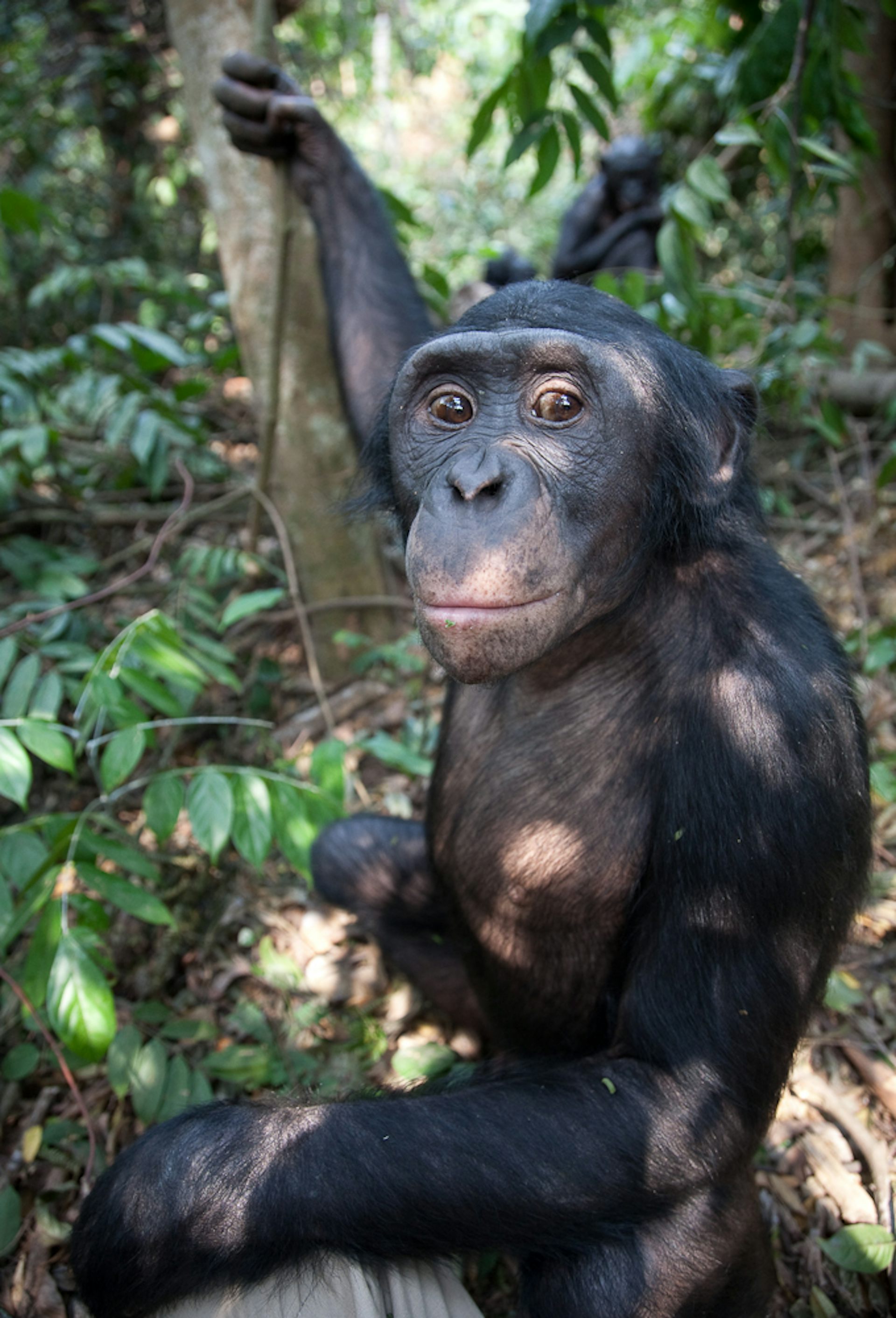 bonobo chimpanzee