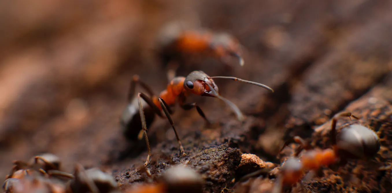 Curious Kids Do Ants Have Blood Curious kids do ants have blood