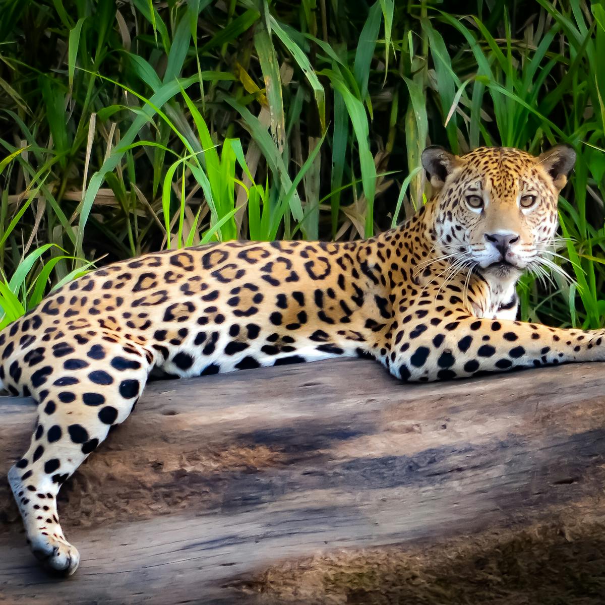 From Jaguar Teeth To The Nail Of The Great Beast The Evolution Of