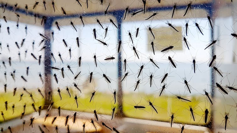 Using gene drives to control wild mosquito populations and wipe out malaria