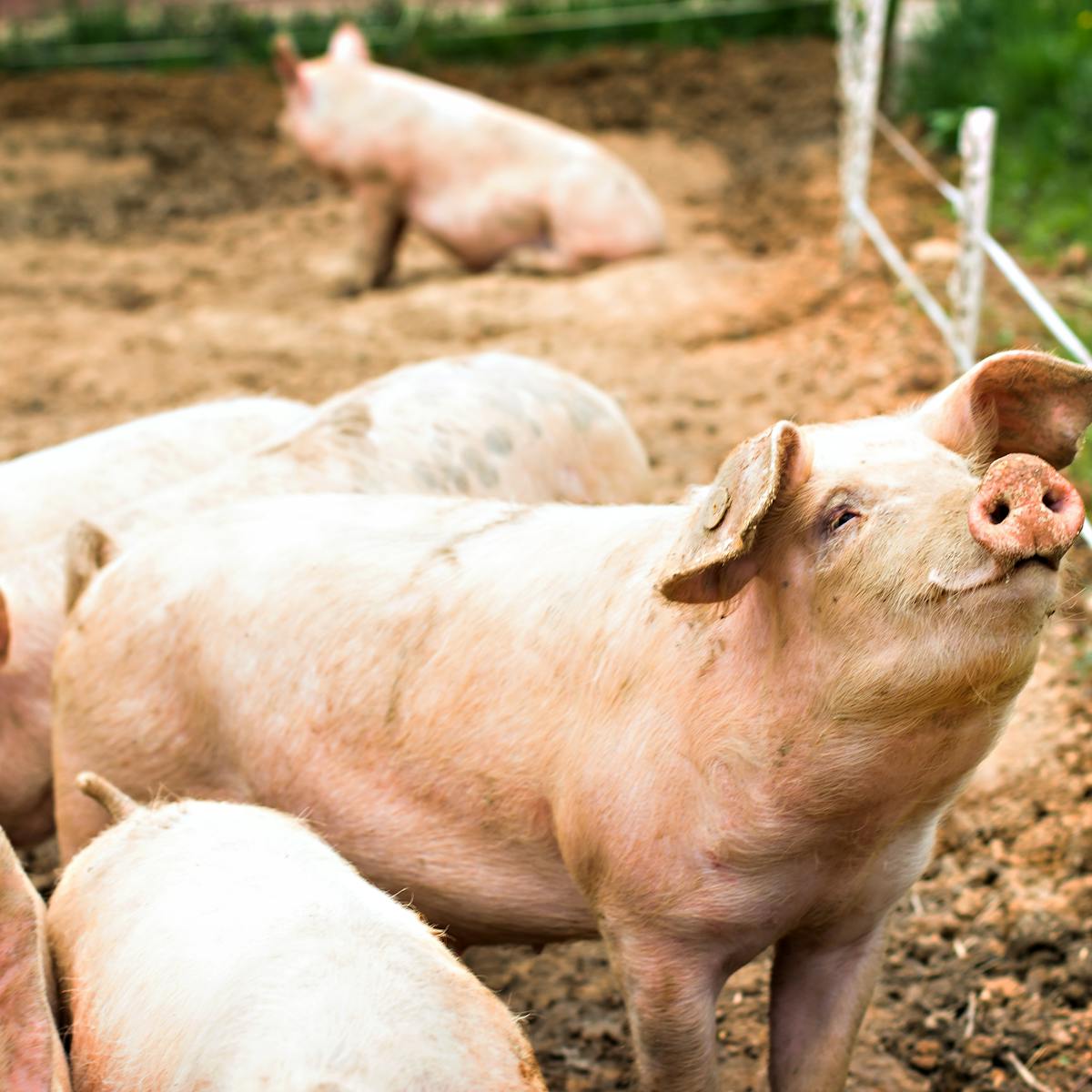 Le Porc Nouvel Allie Des Chercheurs En Immunologie Le Porc Nouvel Allie Des Chercheurs En Immunologie