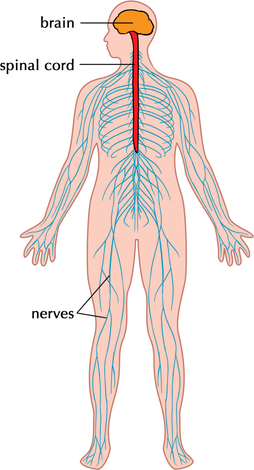 Spinal brain. Нервная система. 1- Что такое нервная система?. Периферические нервы на спине. Расшатанная нервная система.