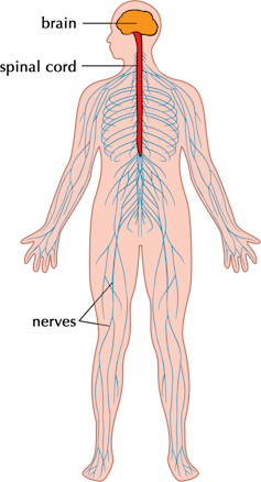 Advanced digital networks look a lot like the human nervous system