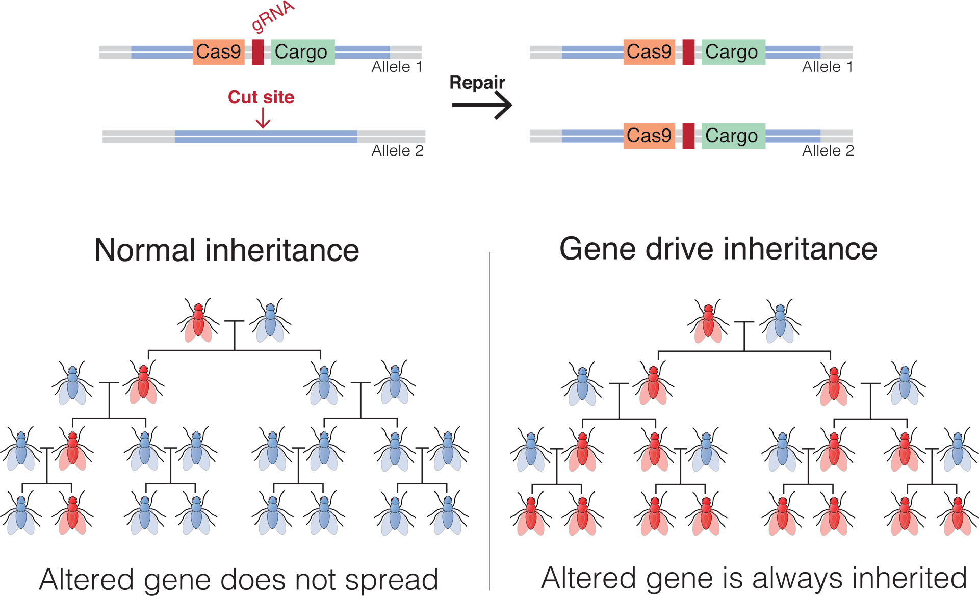 Using Gene Drives To Control Wild Mosquito Populations And Wipe Out Malaria