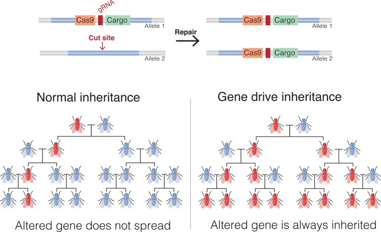 Using gene drives to control wild mosquito populations and wipe out malaria