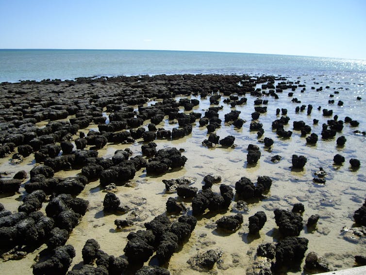 Unpacking the history of how Earth feeds life, and life changes Earth