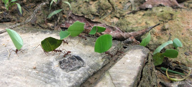 how do ants make their own medicine?