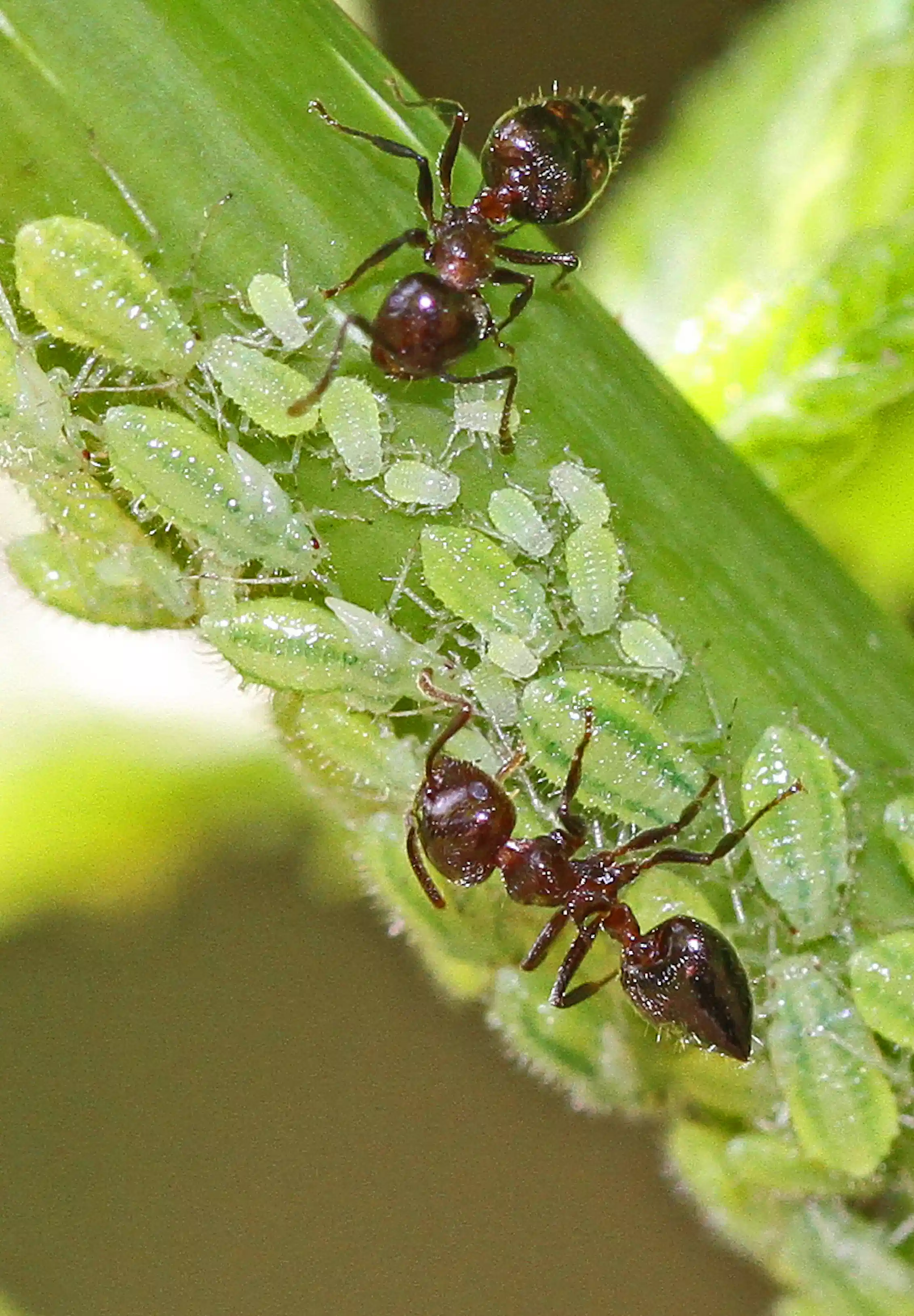 Curious Kids How Do Ants Make Their Own Medicine curious-kids-how-do-ants-make-their-own-medicine