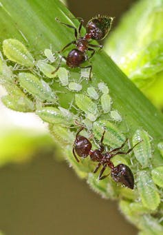 how do ants make their own medicine?