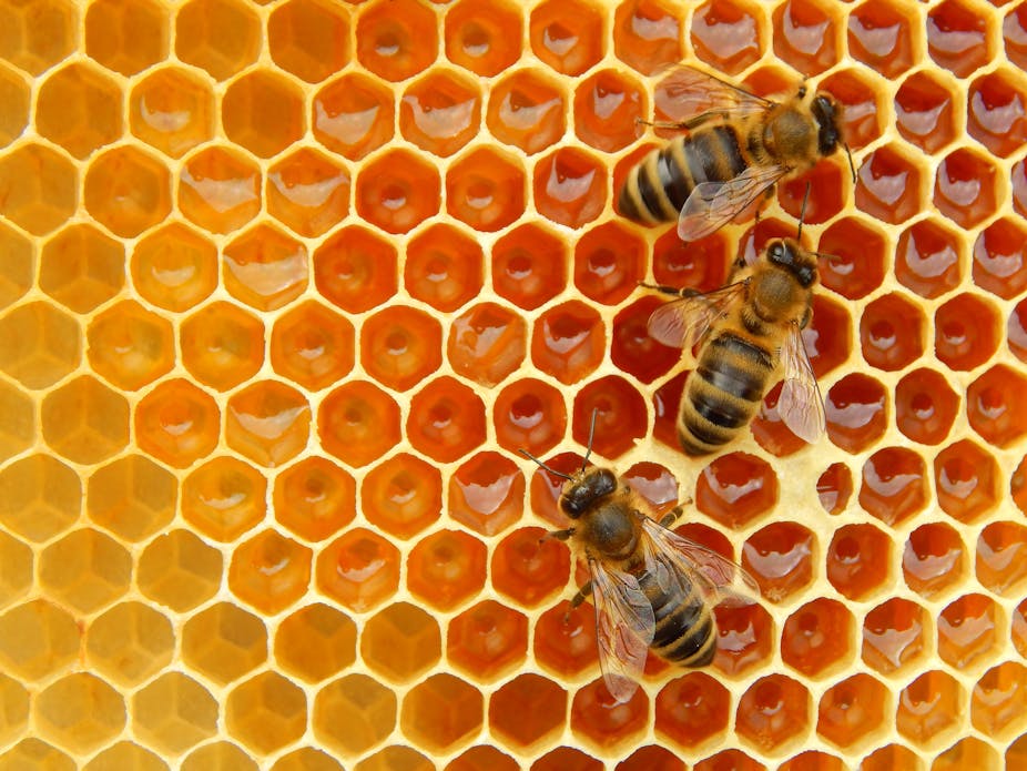 honey bees on hive