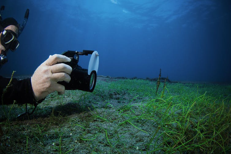 Flash photography doesn't harm seahorses – but don't touch