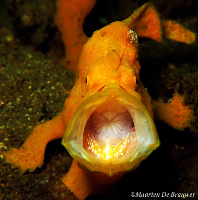 Flash photography doesn't harm seahorses – but don't touch