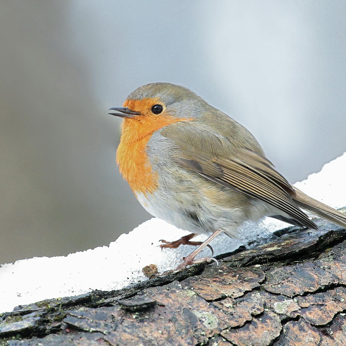 Robin Hushed Wind Turbines Are Making Songbirds Change Their Tune Robin Hushed Wind Turbines Are Making Songbirds Change Their Tune