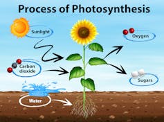 Reclaiming lost calories: Tweaking photosynthesis boosts crop yields