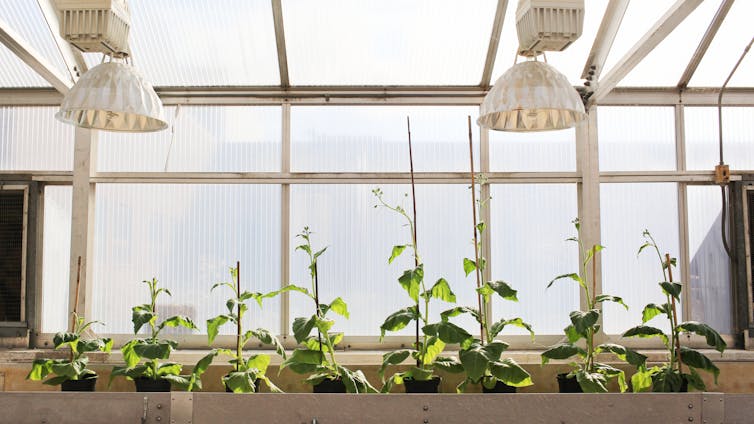 Reclaiming lost calories: Tweaking photosynthesis boosts crop yields