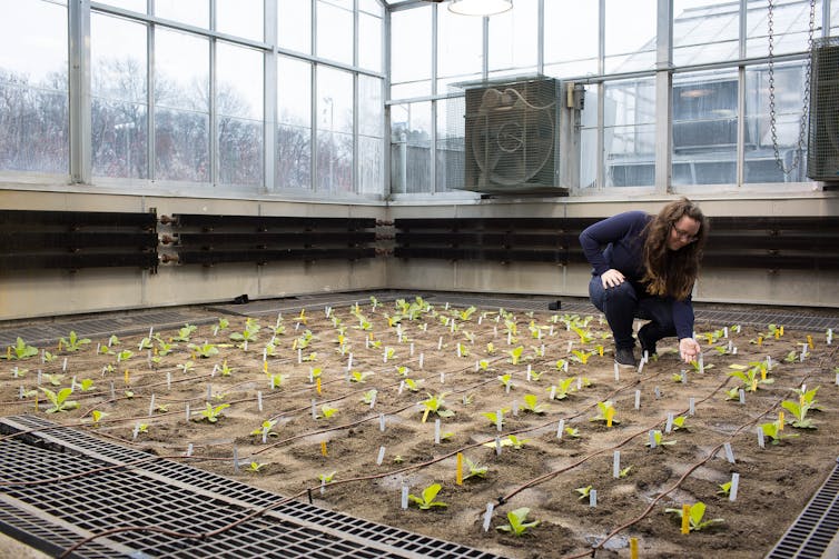 Reclaiming lost calories: Tweaking photosynthesis boosts crop yields