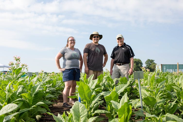 Reclaiming lost calories: Tweaking photosynthesis boosts crop yields