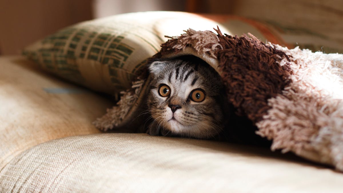When Pets Are Family The Benefits Extend Into Society