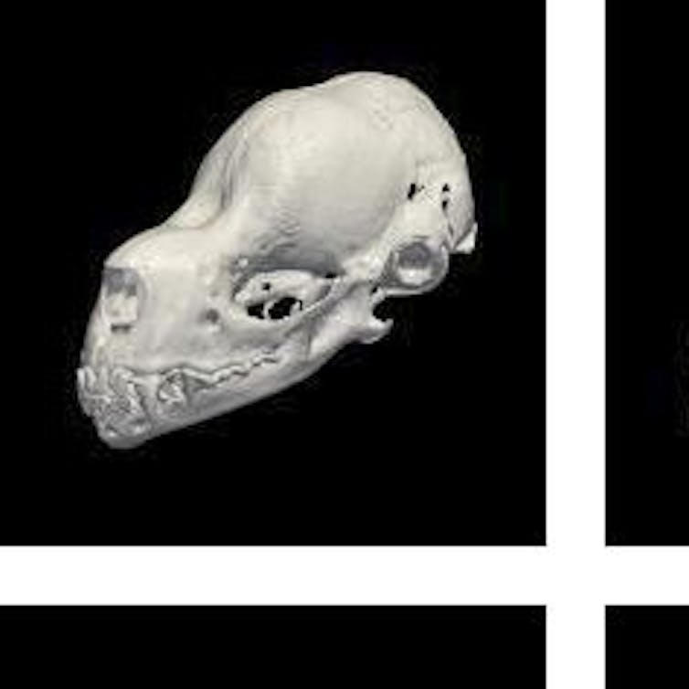 3D scans of bat skulls help natural history museums open up dark corners of their collections