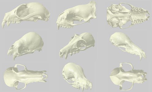 3D scans of bat skulls help natural history museums open up dark ...