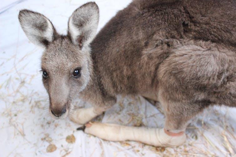 What happens after you take injured wildlife to the vet?