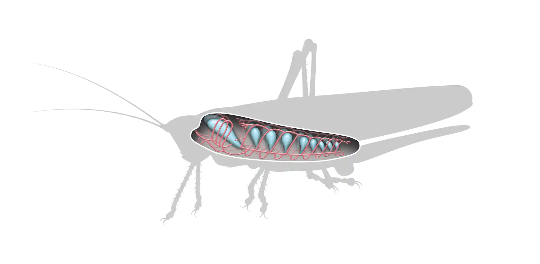 Curious Kids Do Ants Have Blood Curious kids do ants have blood