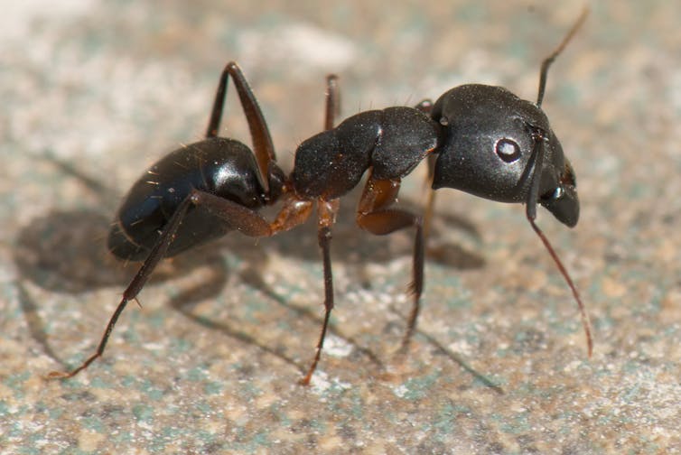 Curious Kids: do ants have blood?