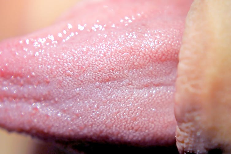 Curious Kids: how do tongues taste food? Curious Kids how do tongues taste food