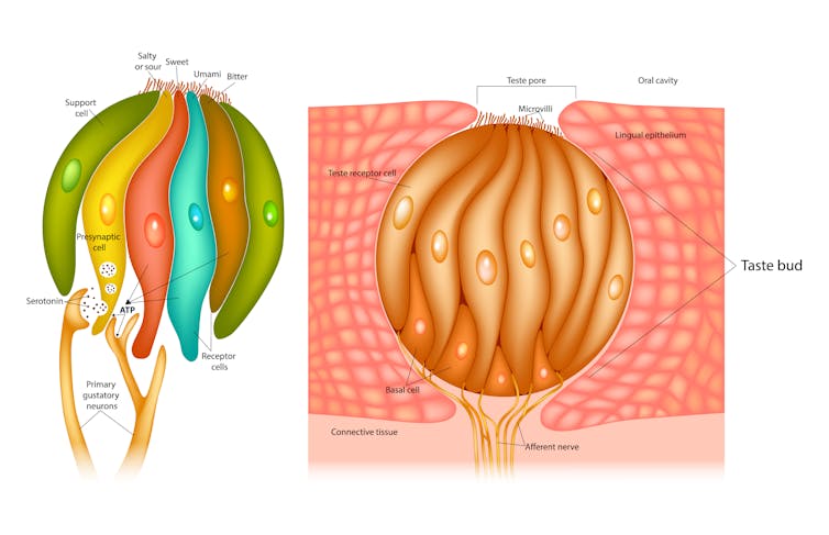 how do tongues taste food?