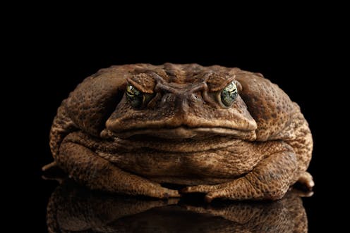 The economics of 'cash for cane toads' – a textbook example of perverse incentives