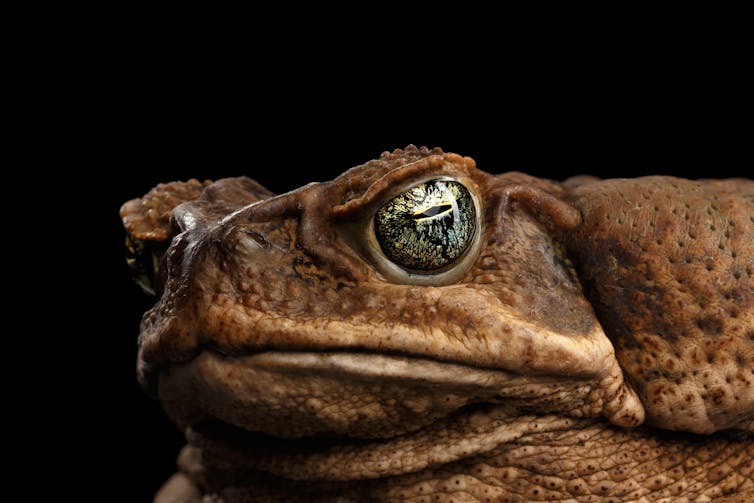 The economics of 'cash for cane toads' – a textbook example of perverse incentives