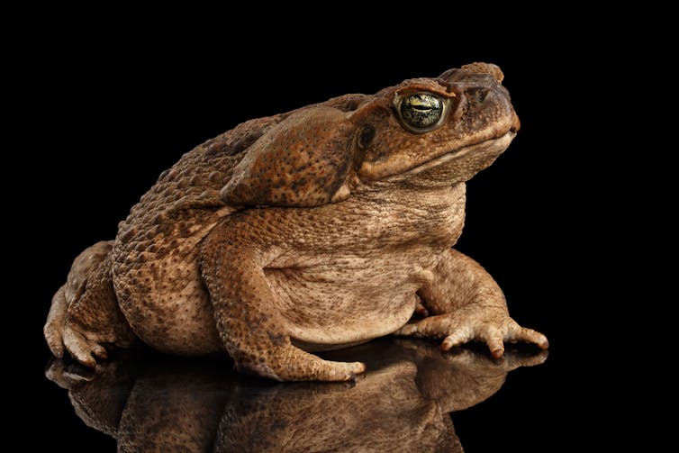 The economics of 'cash for cane toads' – a textbook example of perverse incentives