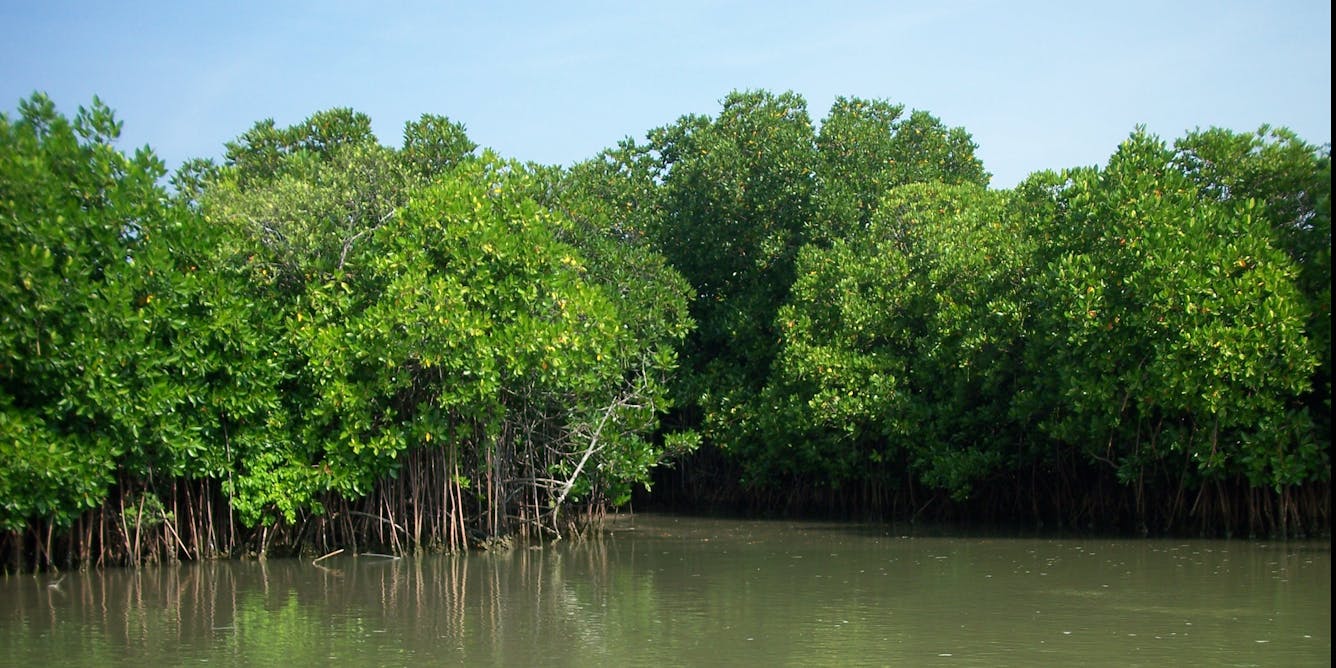mangrove forest being burned