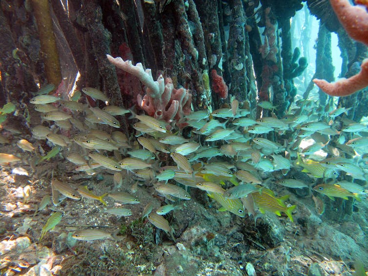Mapping the world's 'blue carbon' hot spots in coastal mangrove forests