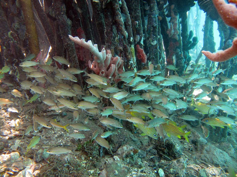 Mapping the world's 'blue carbon' hot spots in coastal mangrove forests