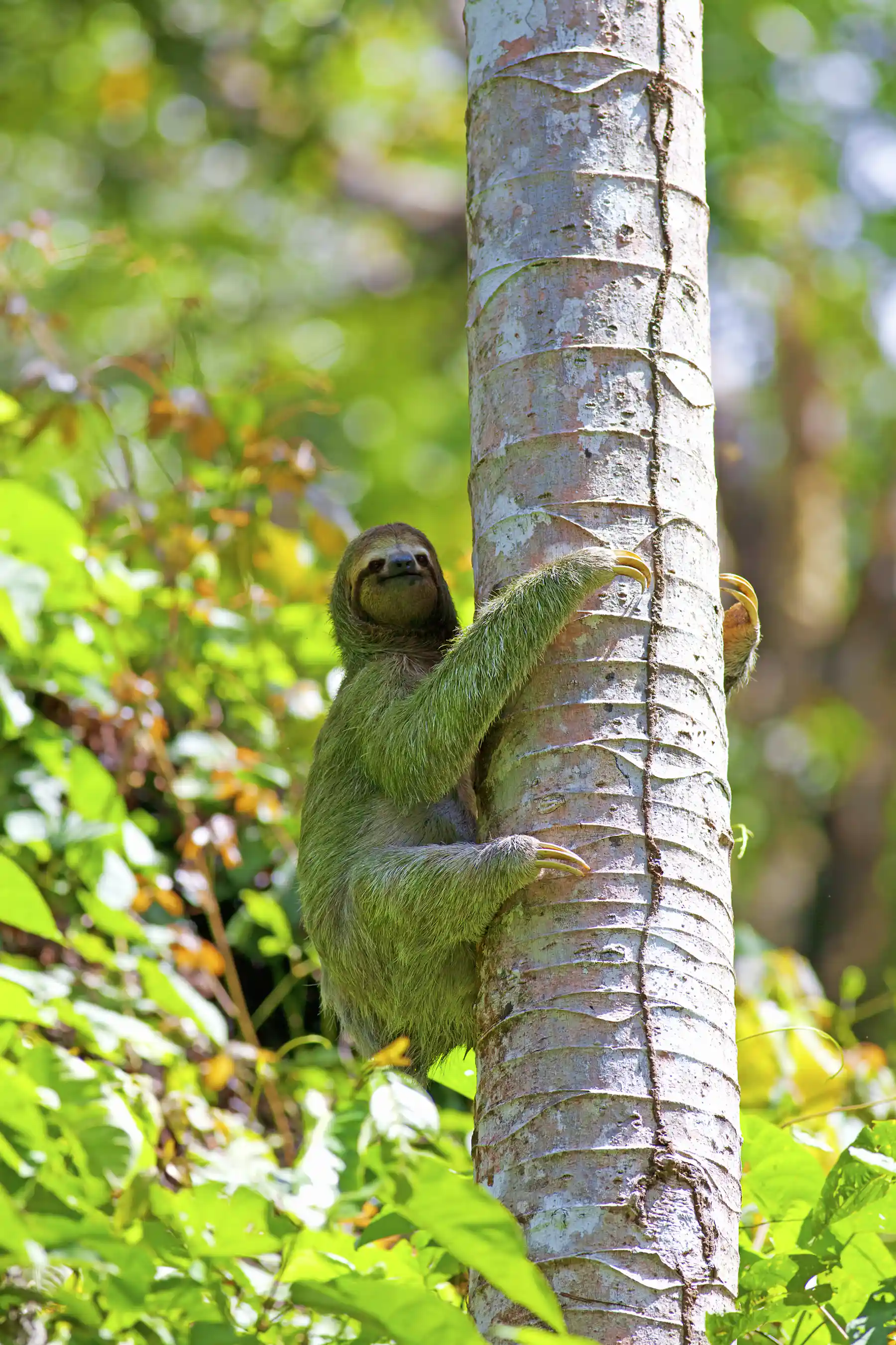 Sloths are far more adaptable than we realised