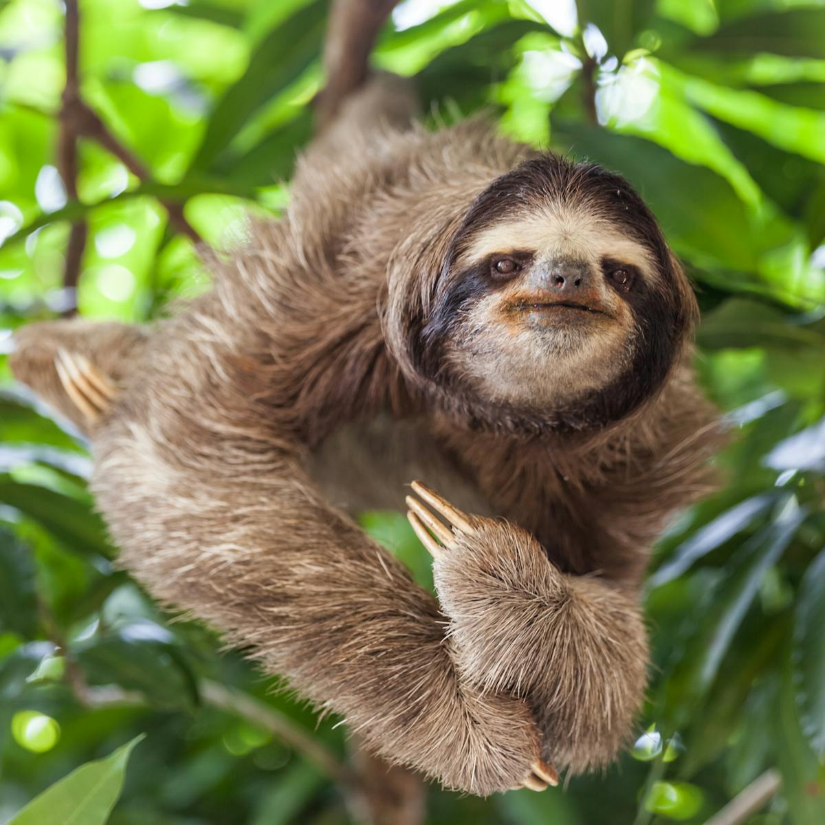 Sloths are far more adaptable than we realised