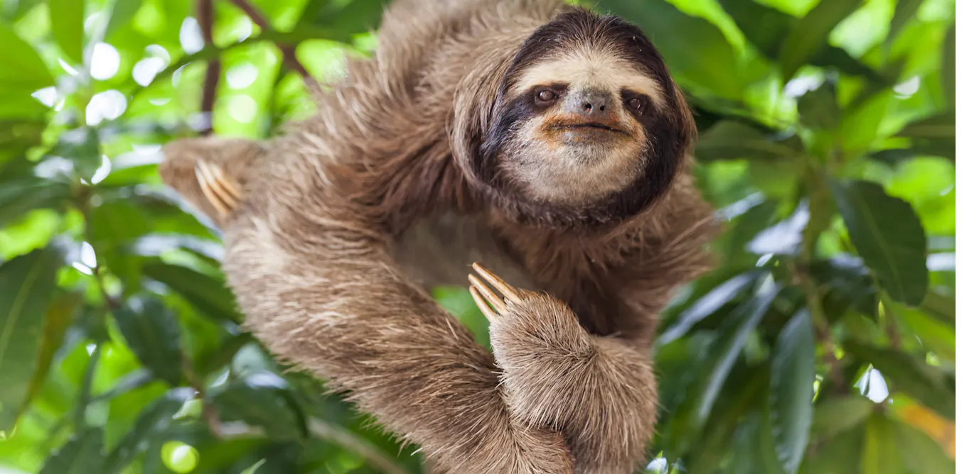 Sloth And More Sloths are far more adaptable than we realised
