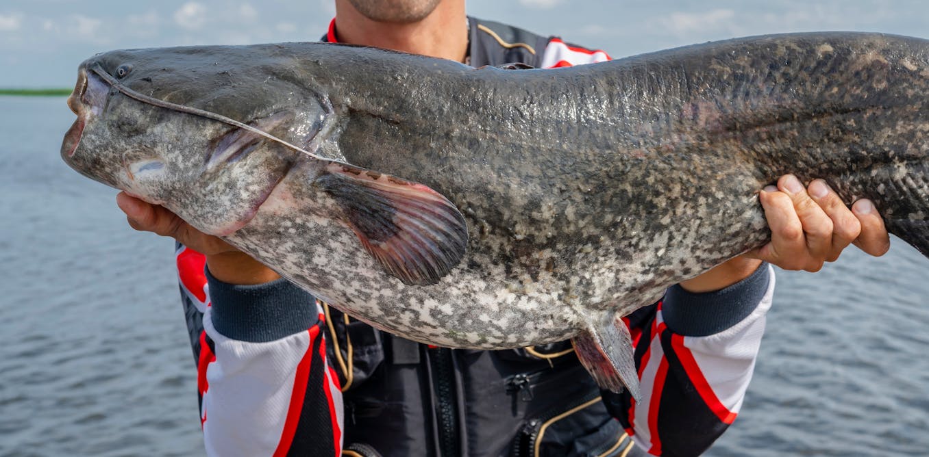 Have You Caught A Catfish Online Dating Can Be Deceptive